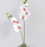 Phalaenopsis x2, 7 flor,  8 capullo  75cm