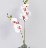 Phalaenopsisplant 75cm