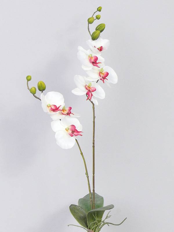 Phalaenopsis x2, 7 flor,  8 capullo  75cm