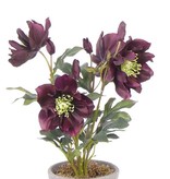 Helleborus 4 flores y 5 capullos, 43 cm