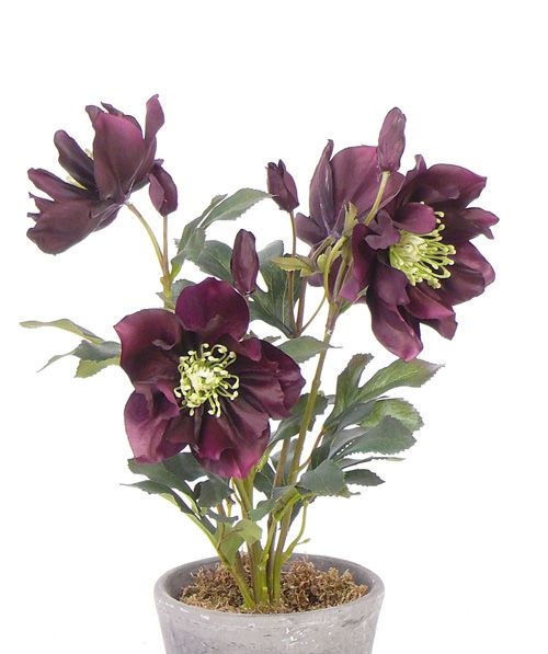 Helleborus bush,  4 flowers & 5 buds, 43 cm