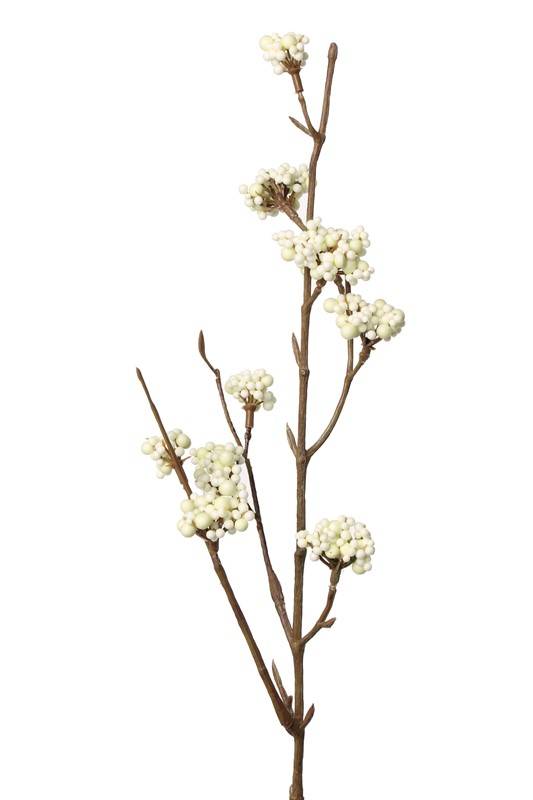 Callicarpa, 10 grupo, 53cm