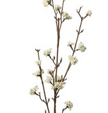 Callicarpa, 17 grupo, 81cm