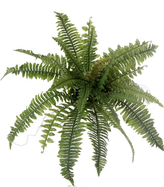 Boston Fern, X26, Ø 41cm