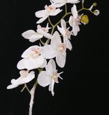 Phalaenopsis nieve, 81cm