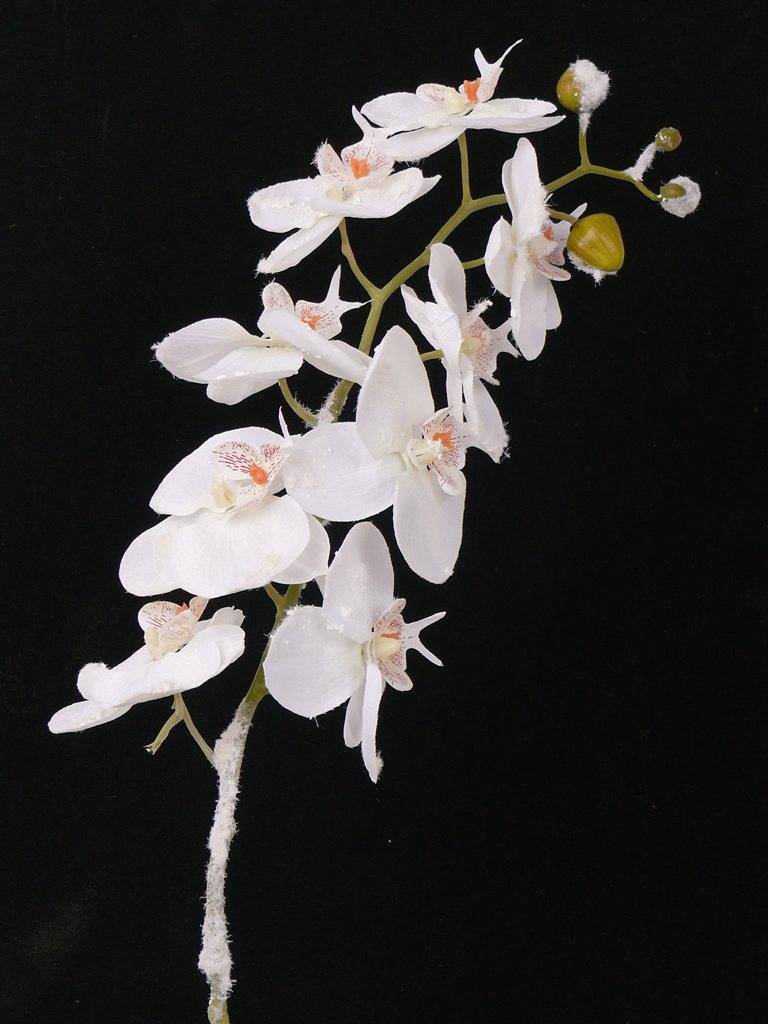Phalaenopsis w/snow stem 81cm