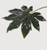 Fatsia hoja 20cm