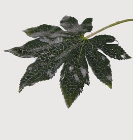 Fatsia blatt kurz 20cm