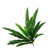 Nestfern (Asplenium)x18lvs,73cm, UV-safe