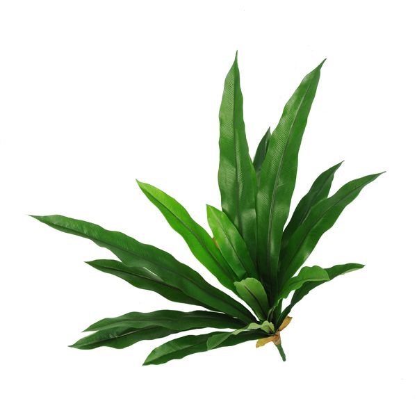 Nestfern (Asplenium)x18lvs,73cm, UV-safe