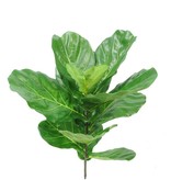 Ficus Lyrata (Tabaksplant) x11bld, pl.stam,77cm UV-safe
