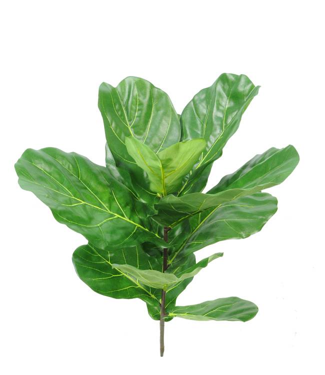 Ficus Lyrata x11lvs, pl.stem, 77cm, UV safe, no pot