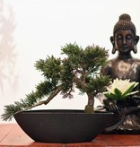 Buda sentado, 49 cm - oferta especial