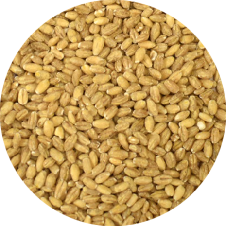 Vitabron Parelgort Vitabron Parelgort