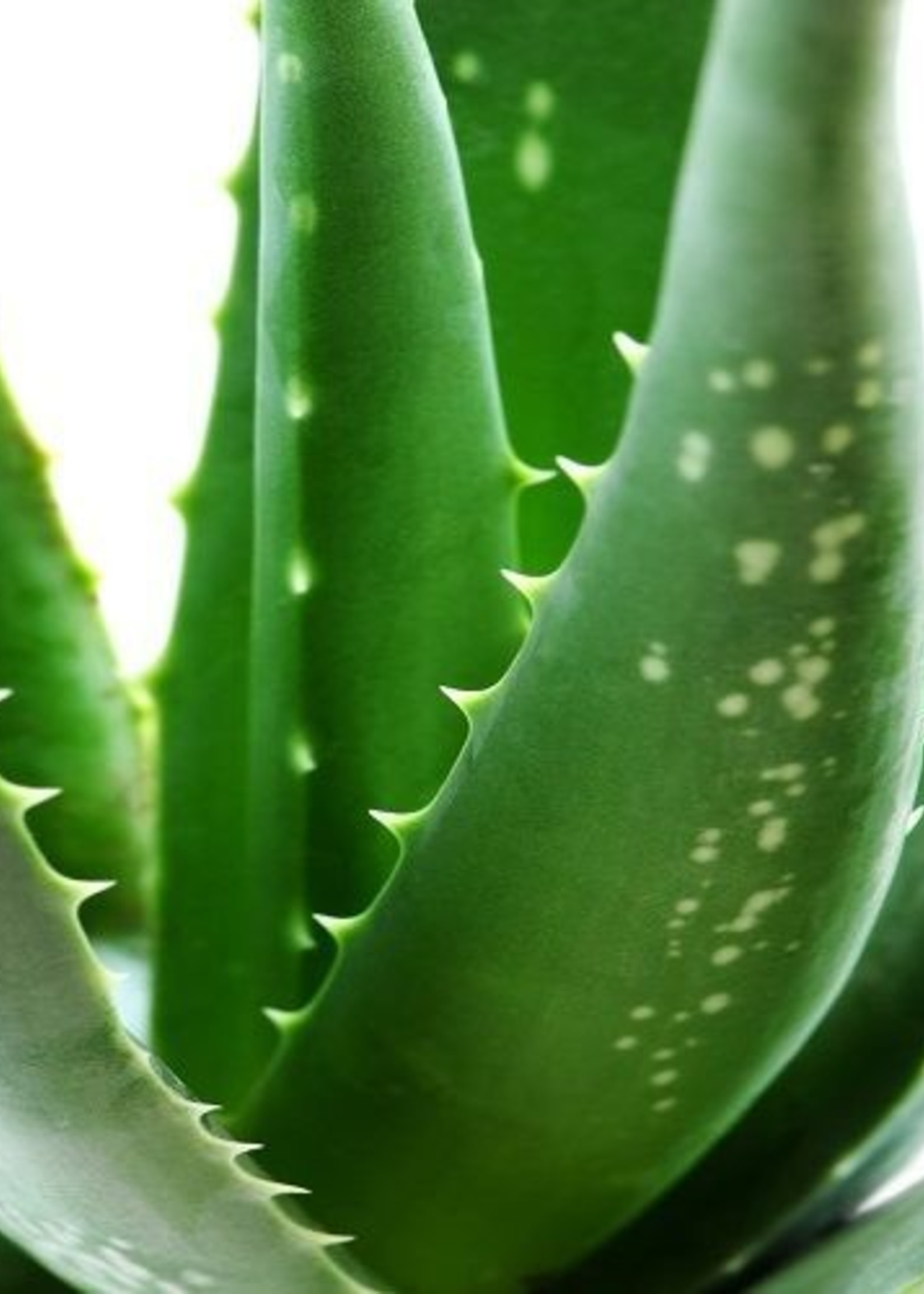 Holiday Gel Stripwax Aloë Vera | Met Aloe Vera Extract | Non- Allergische wax | Vrij van Glyceryl Rosinate en Colofonium