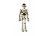 Horror-accessories:  Pending Skeleton