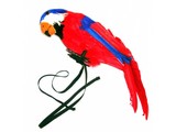 Carnivalaccessories: Parrot