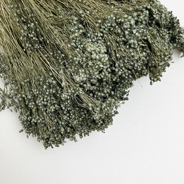 Broom bloom groen