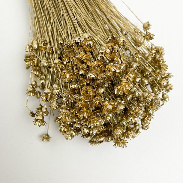 Glixia goud
