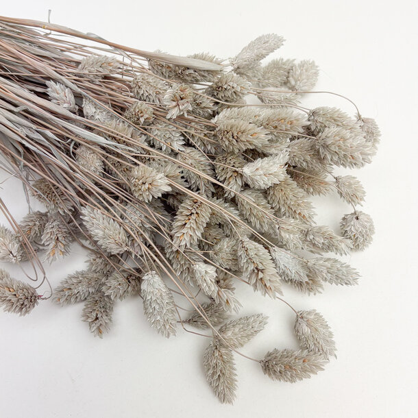 Phalaris greige
