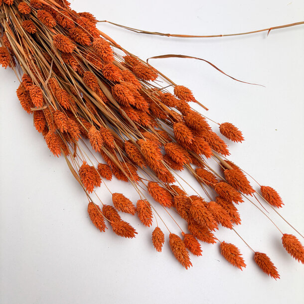 Phalaris oranje
