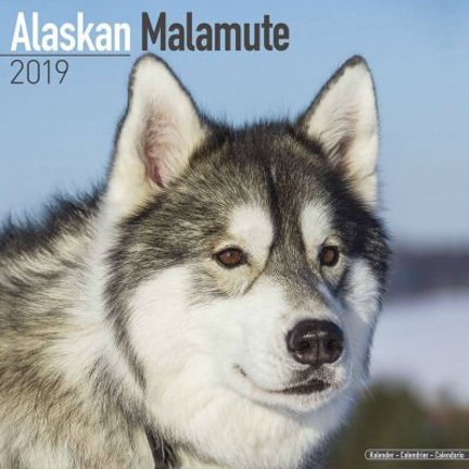 Alaskan Malamute Kalenders