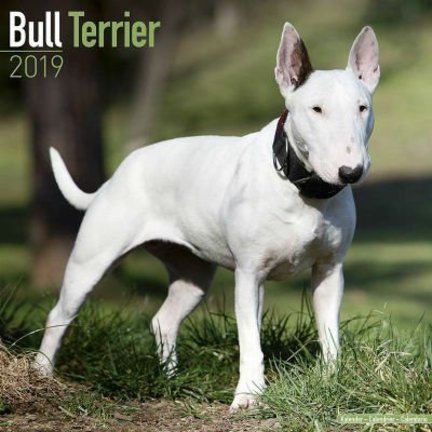 Bull Terrier Kalenders 2019