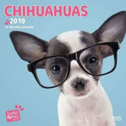 Chihuahua Kalenders 2019