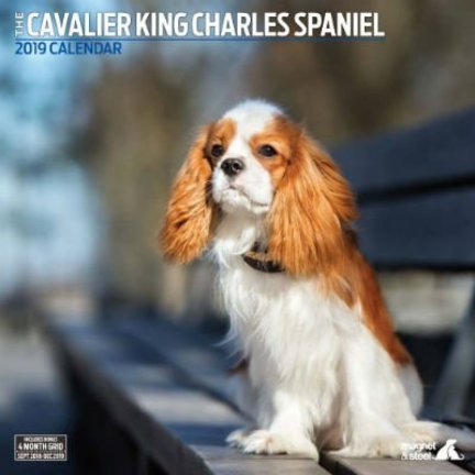 Cavalier King Charles Spaniel Kalenders 2019