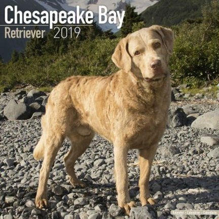 Chesapeake Bay Retriever Kalenders 2019
