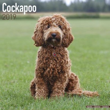 Cockapoo Kalenders 2019