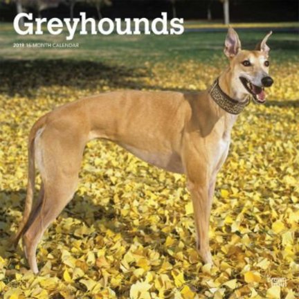 Greyhound Kalenders 2019