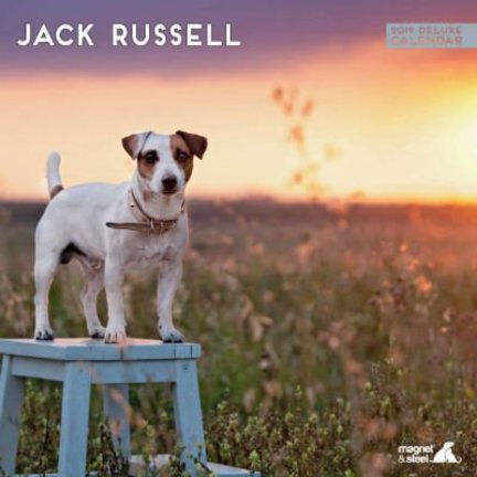 Jack Russell Terrier Kalender