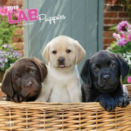Labrador Retriever Mixed Kalender