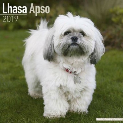 Lhasa Apso Kalender