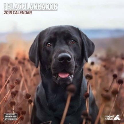 Schwarzer Labrador Retriever Kalender