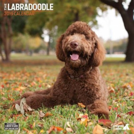 Labradoodle Kalenders 2019