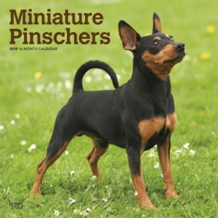 Zwergpinscher Kalender