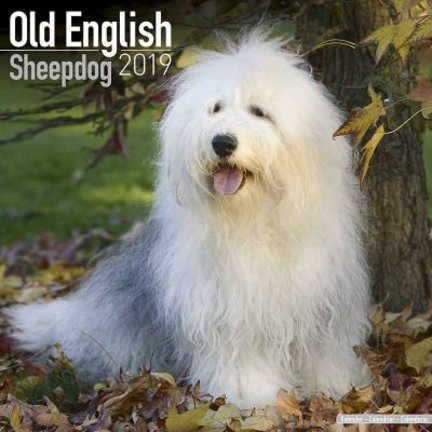 Old English Sheepdog Calendars
