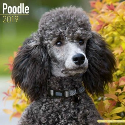 Calendriers poodle