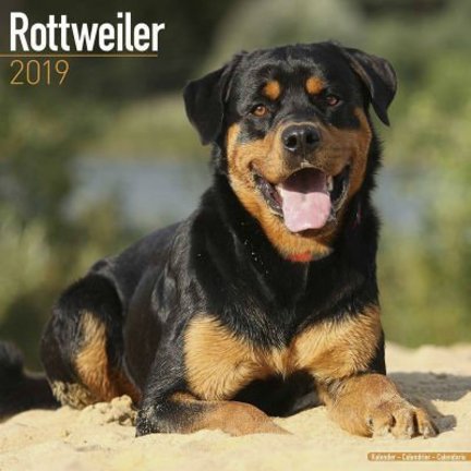 Rottweiler Kalenders 2019