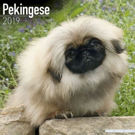 Pekinese Kalender Uber Supply Cutting Preise Pekinese Kalender Uber Supply Cutting Preise