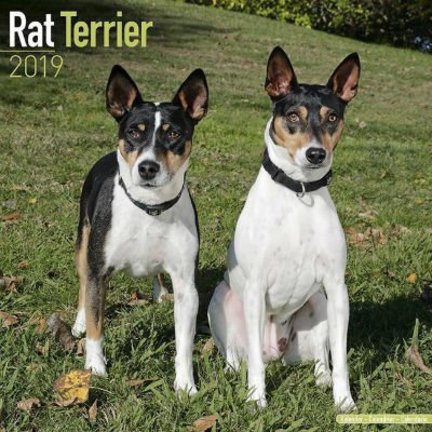 Rat Terrier Kalenders 2019