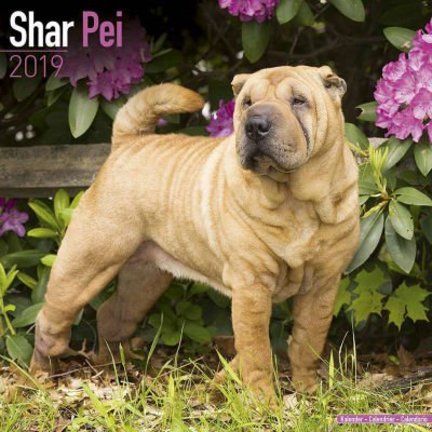 Shar Pei Calendriers
