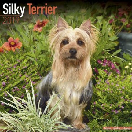 Silky Terrier Kalenders