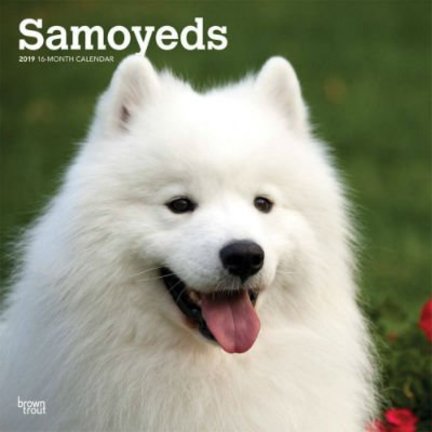 Samojeed Kalenders