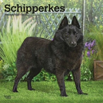 Schipperke Calendriers