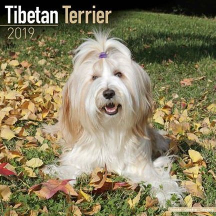 Calendriers Terrier tibétain
