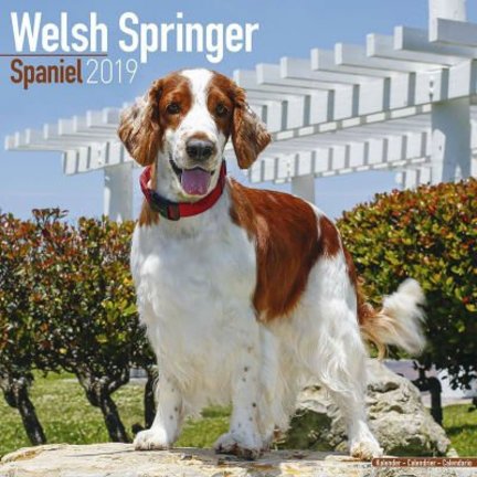Springer Spaniel Calendriers gallois