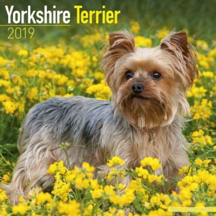 Yorkshire Terrier Calendriers